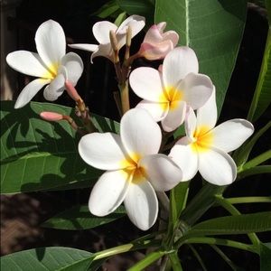 Meet your Posher, Dee